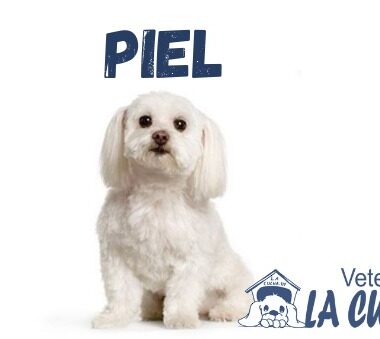 PIEL